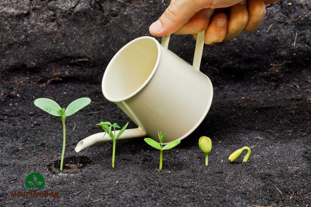 os melhores fertilizantes