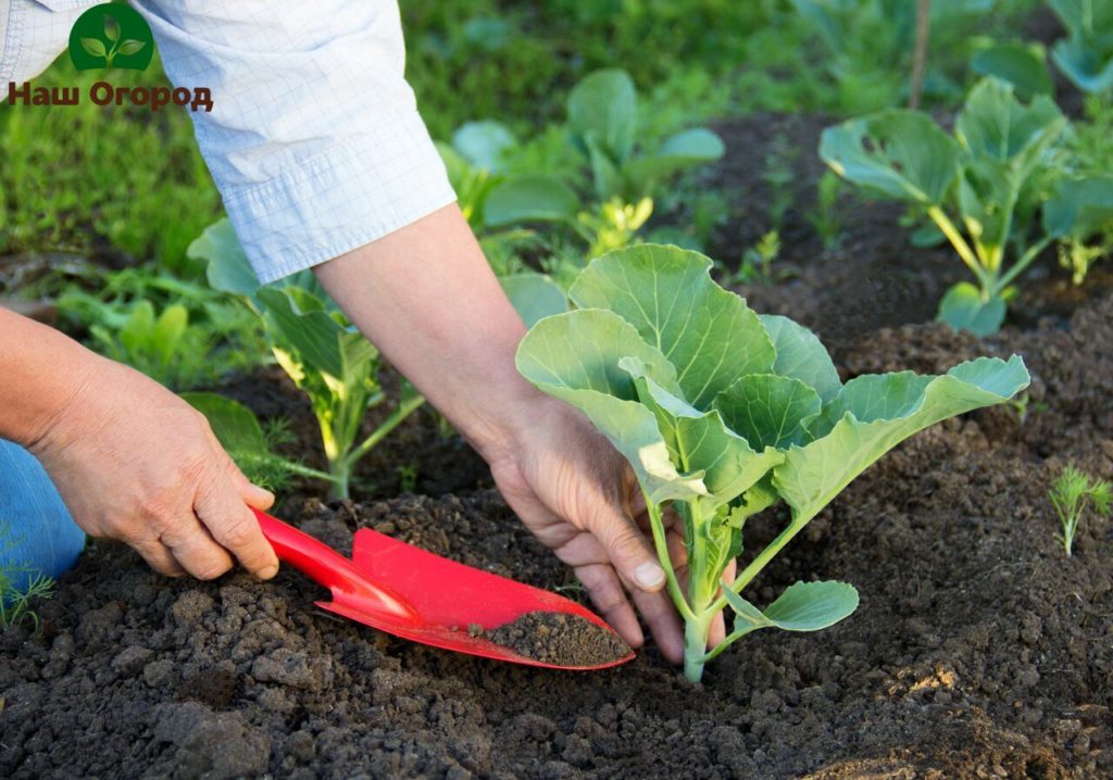 cabbage seedlings