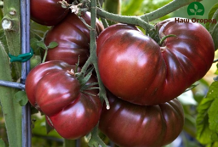 a tomato