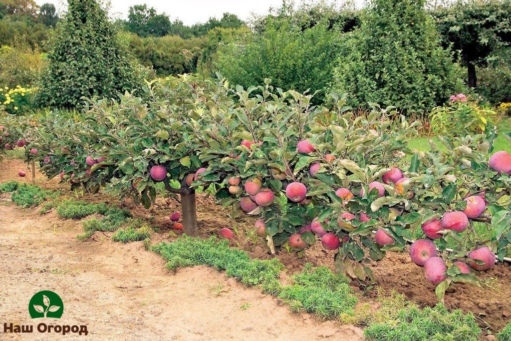 planting an apple tree