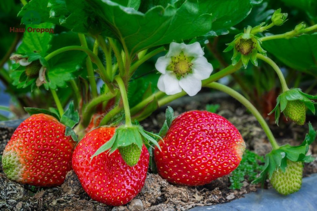 morango