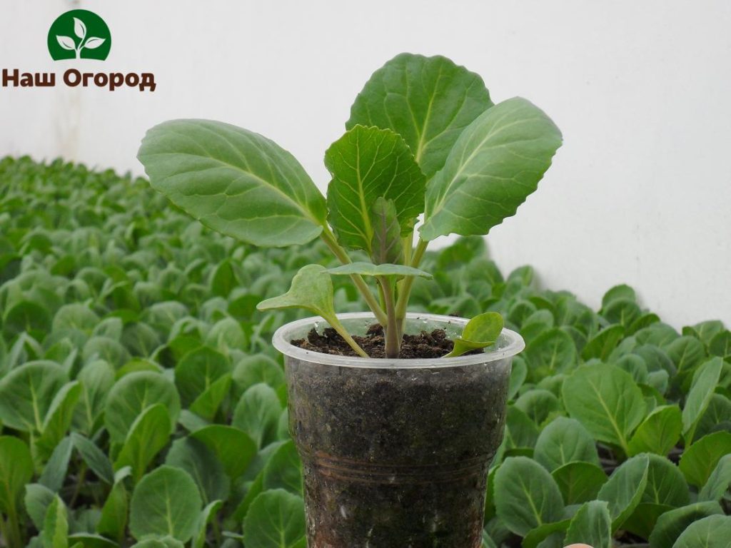 cabbage seedlings