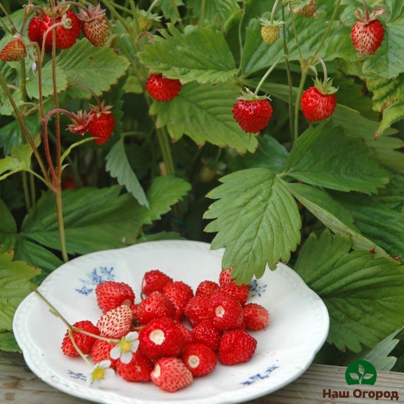 strawberry varieties