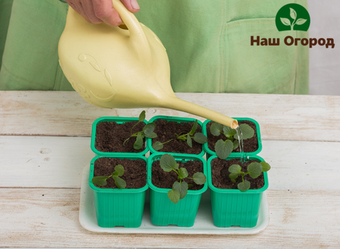 The seedlings of Pansies also need timely care and watering in order to get a rich harvest of flowers in the future.
