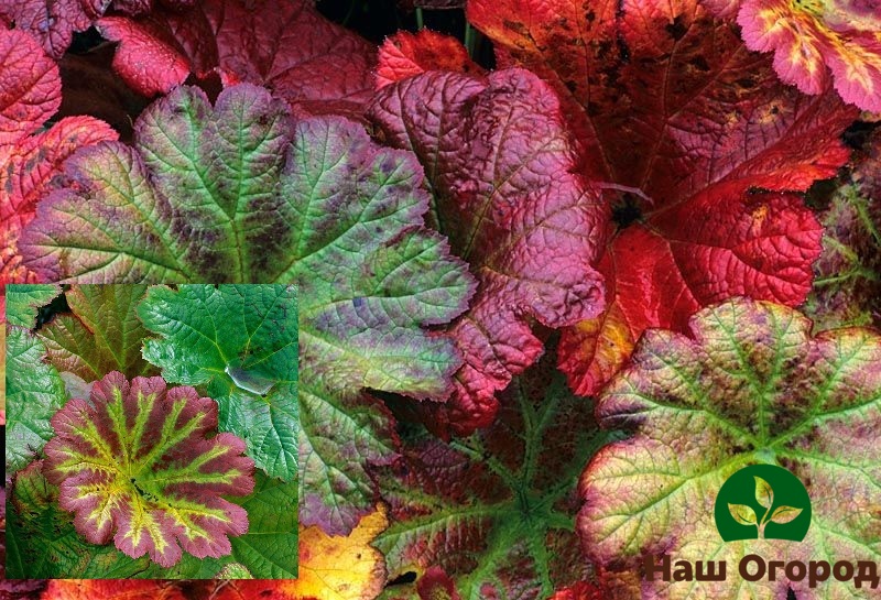Colorful Darmera Leaves