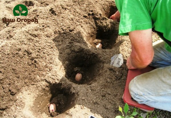 planting potatoes in the garden