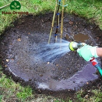 Cherry does not tolerate drought, therefore, requires abundant watering.