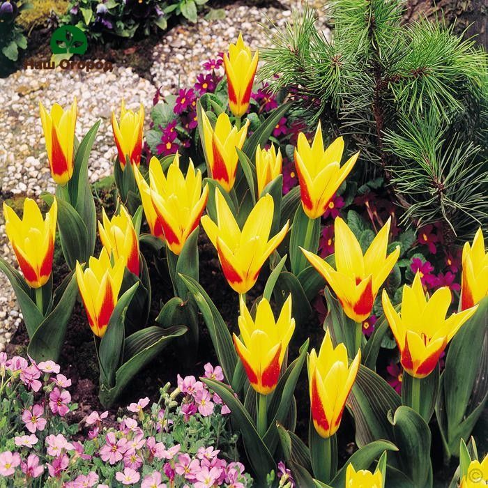 Blumen im Garten