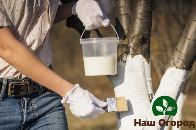 Spring protection of garden plants