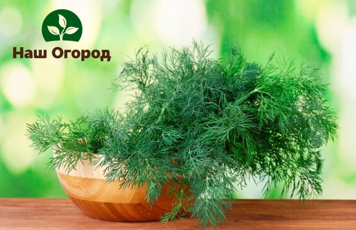The benefits of dill cover areas that are not close to each other, such as dentistry and vision.
