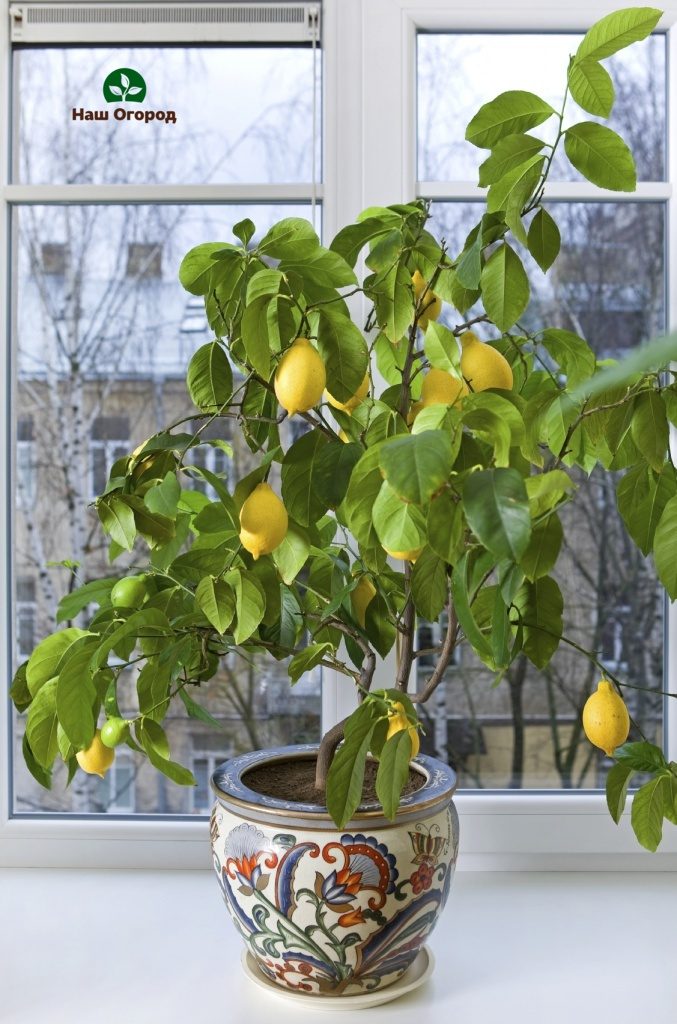 Lemon trees are grown from seeds.