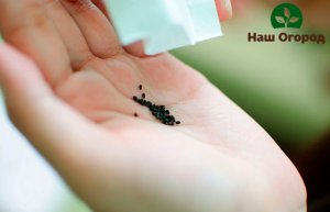 Oregano seeds are very small in size