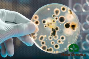 soil disinfection