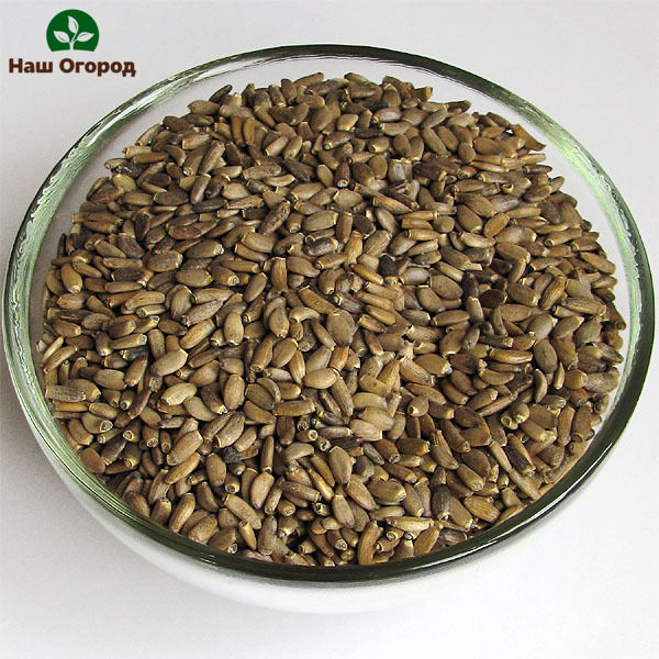 Milk thistle seeds
