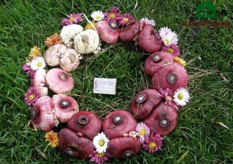 Bulbes de glaïeuls à planter
