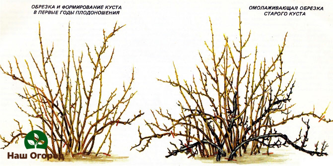 Scheme for pruning a gooseberry bush, depending on the purpose