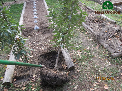 Transplant with an earthen clod