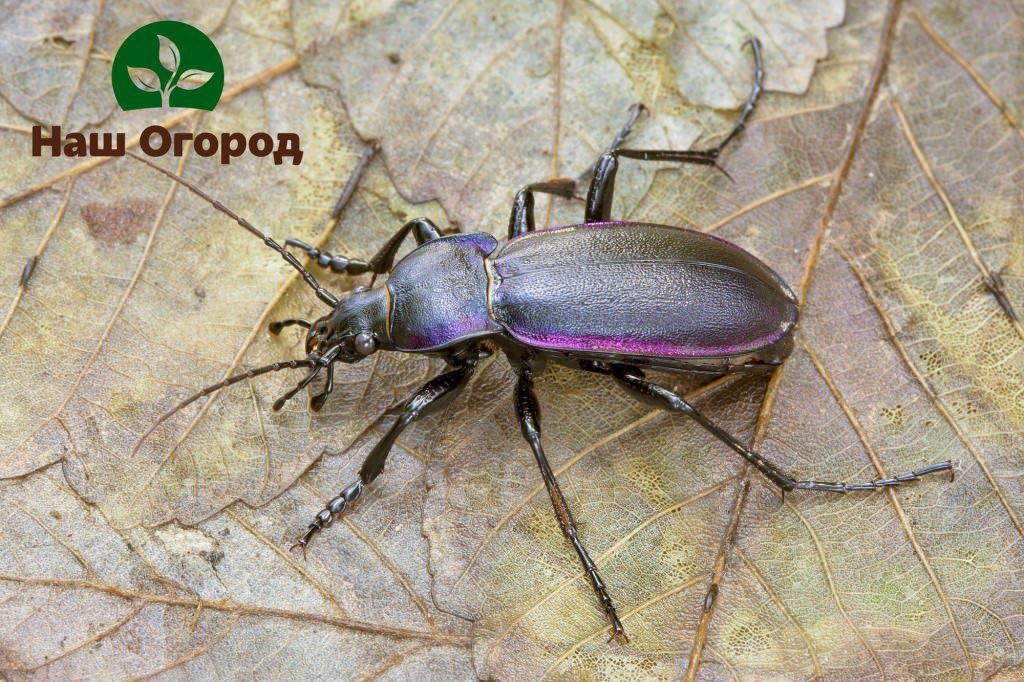 beneficial insects in the garden