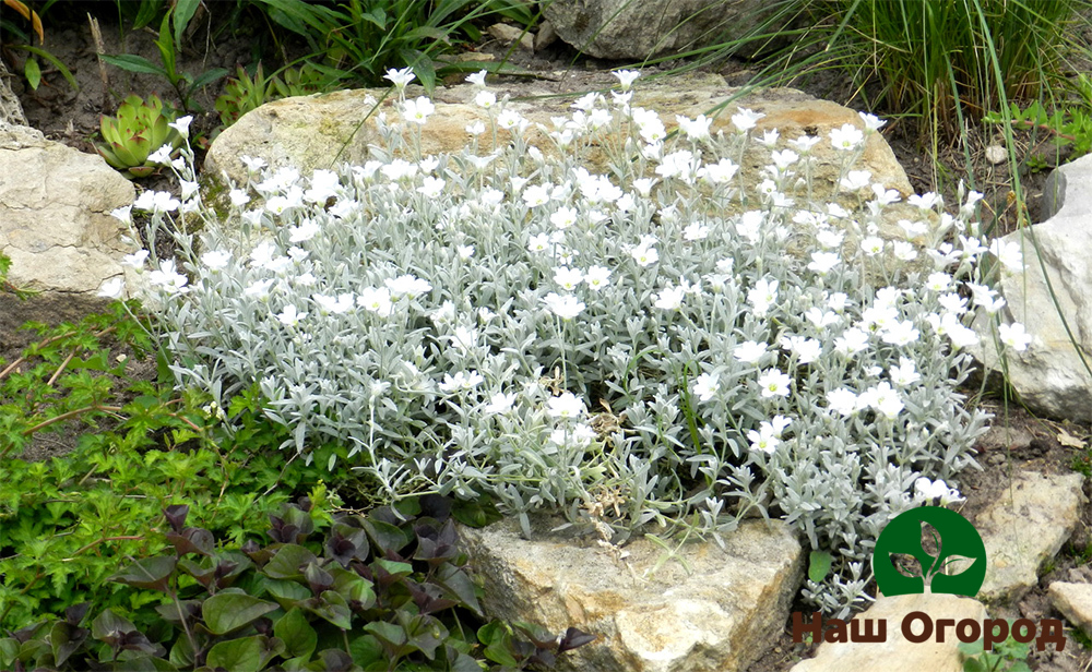 soil plants