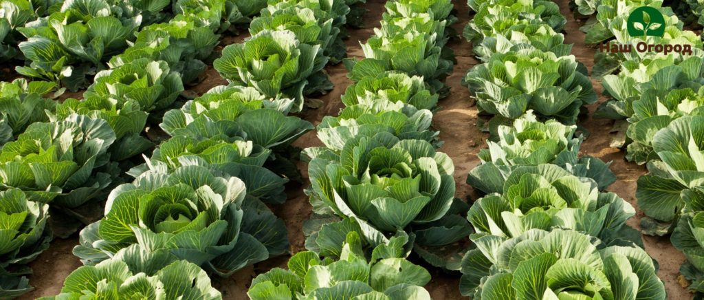 cabbage harvest