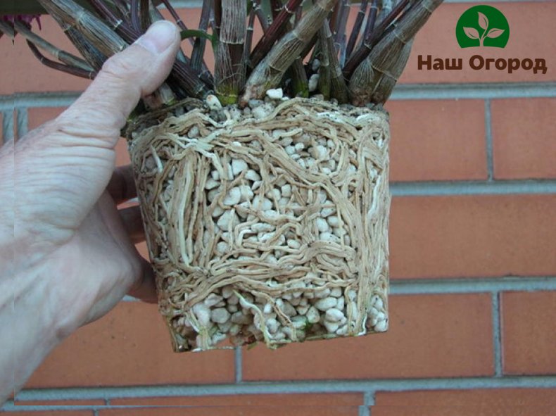 Perlite is used both for soil mulching and plant nutrition.