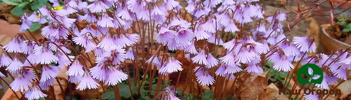 Soldanella will be an excellent decoration for a summer cottage with proper planting and care