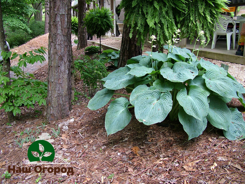Einige Hosta-Arten können sehr große Größen erreichen, also pflanzen Sie diese Arten nicht zu nah an andere Pflanzen.