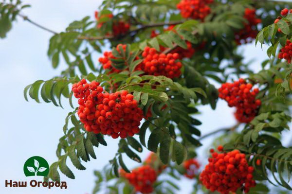 Rowan is a good option for an ecological garden