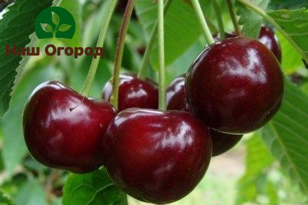 Variété de cerise Pamyat Yenikieva