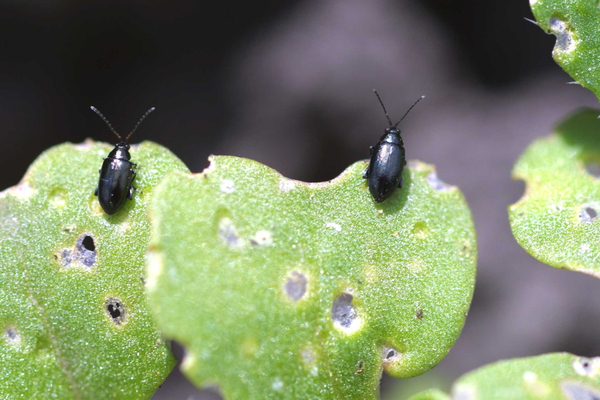 cruciferous flea