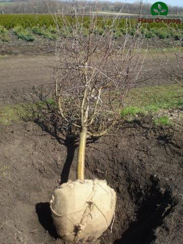 Transplanting fruit trees