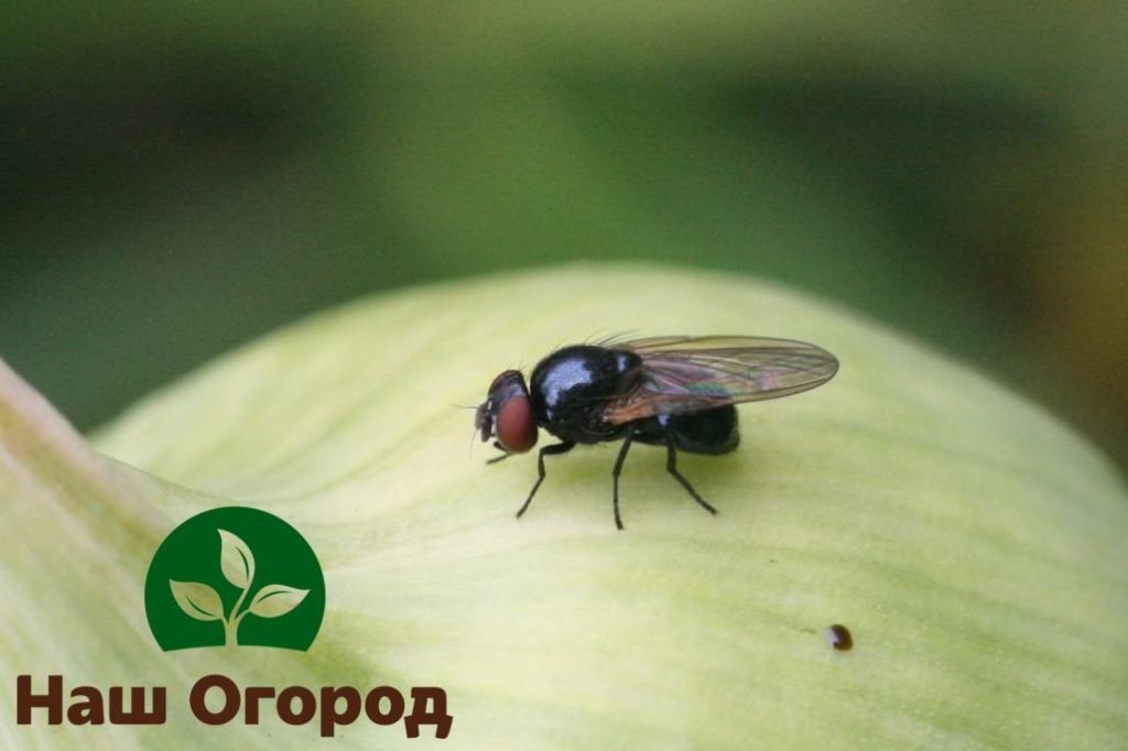 garden pests