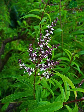 Aloysia three-leafed