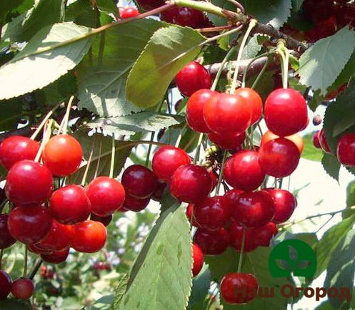cerise dans le jardin