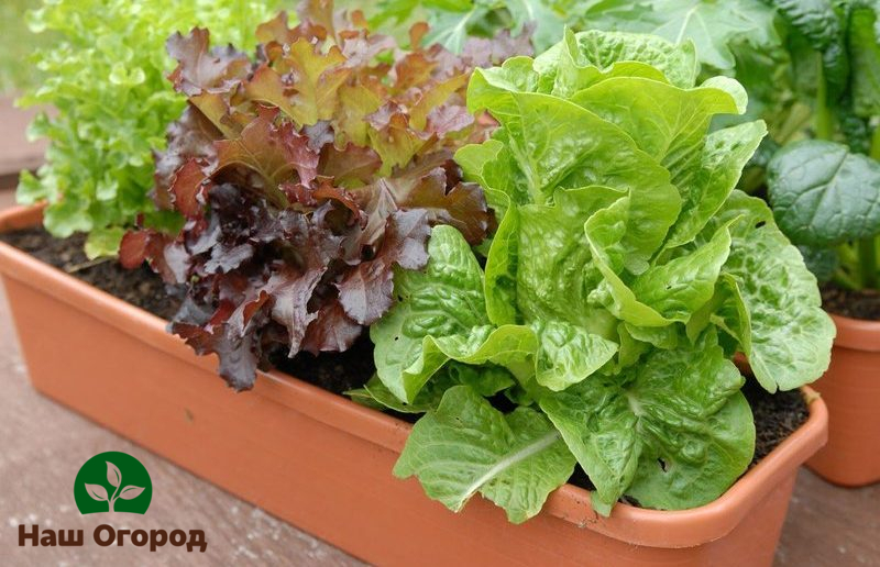 Lettuce in specially provided drawers