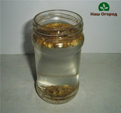 Some types of seeds need to be soaked beforehand