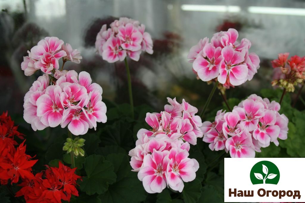 Geranium is an unpretentious indoor plant.