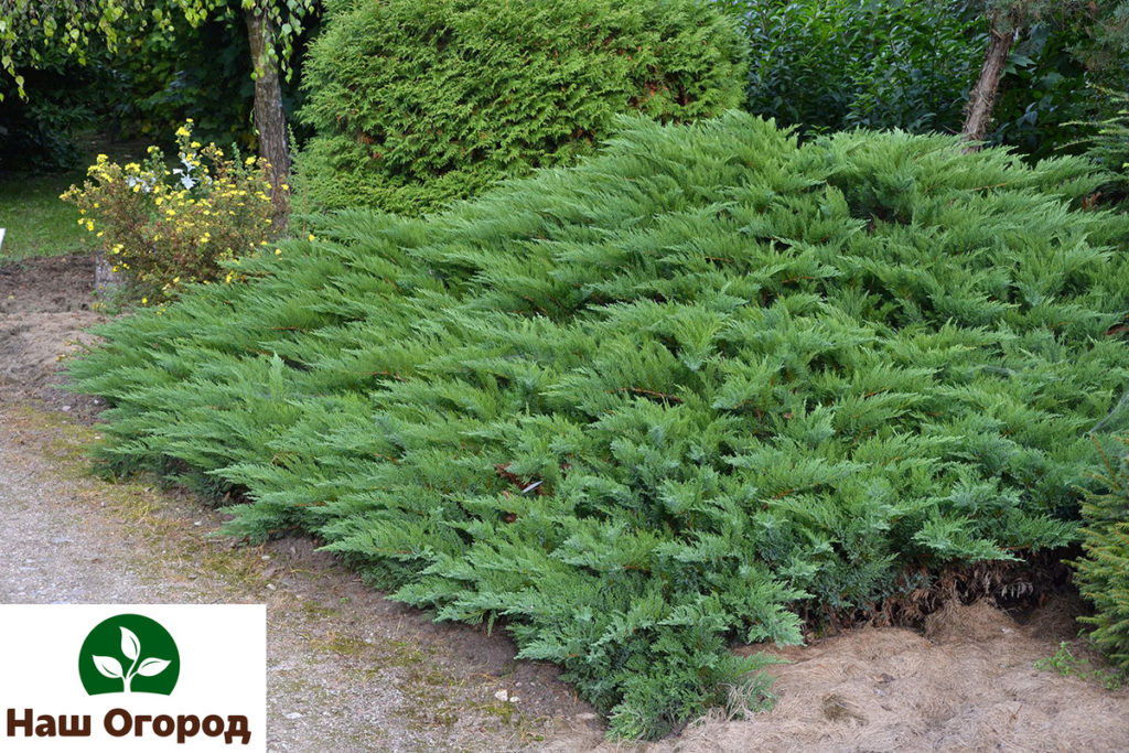 Juniper Cossack.