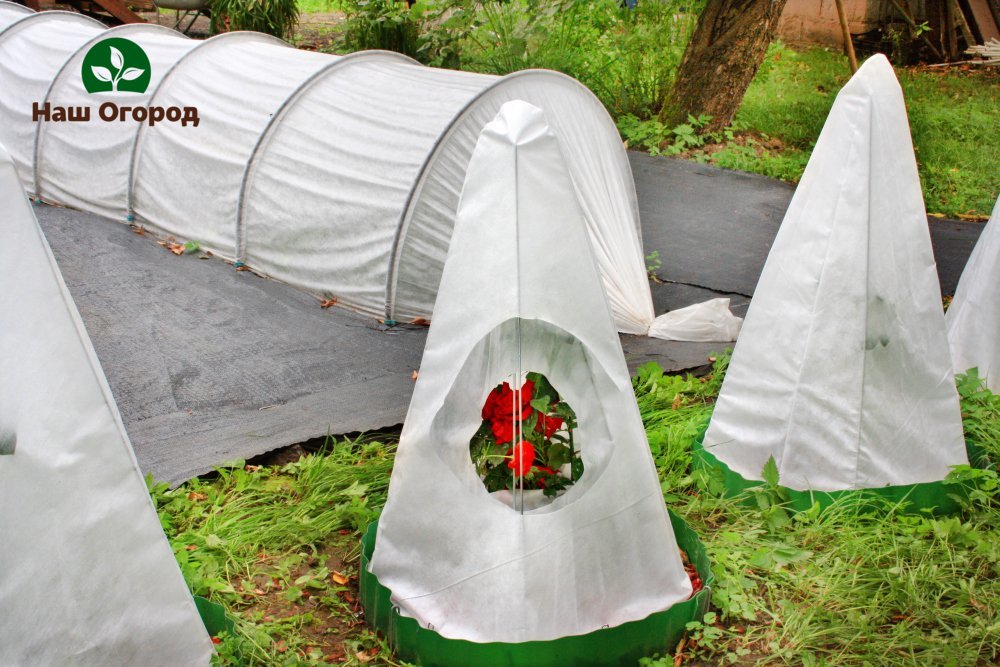 inverno de plantas