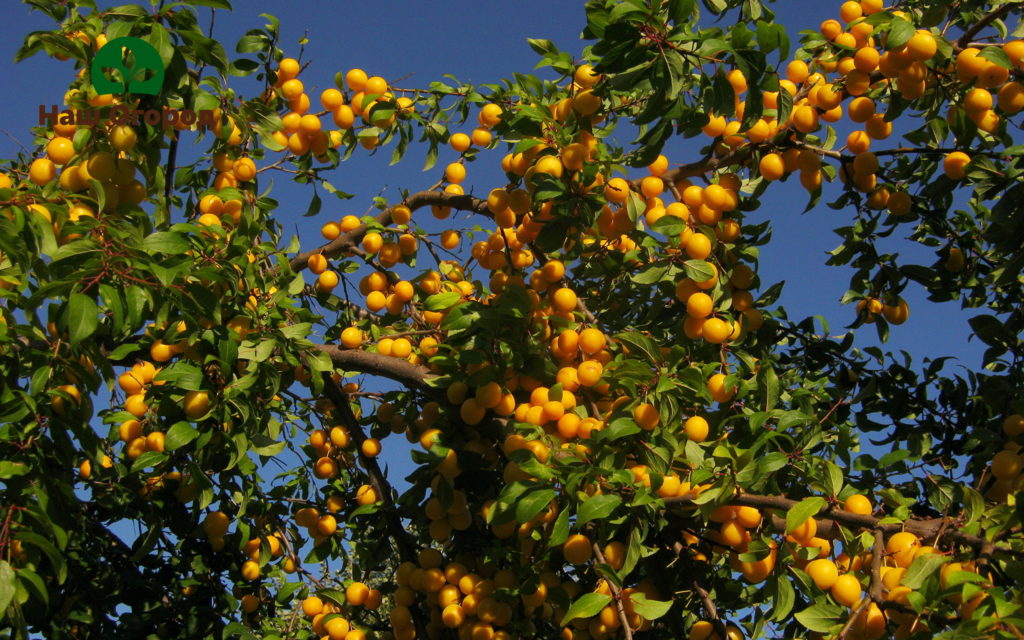 cherry plum in the garden