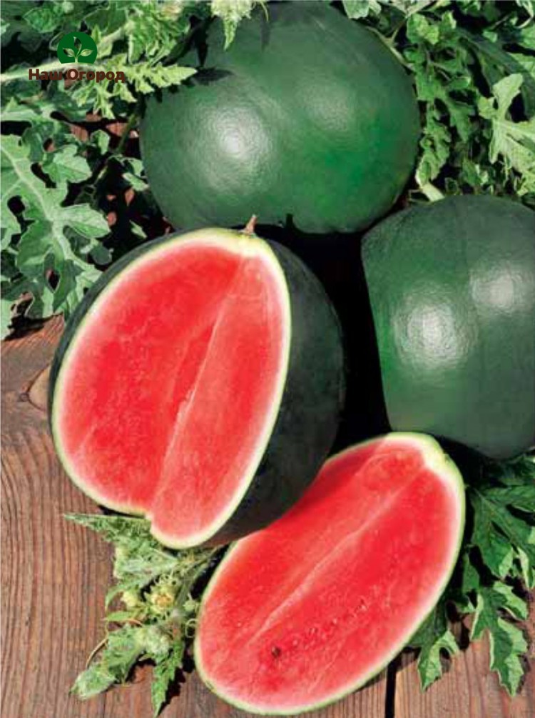 Spark - eine Wassermelone dieser Sorte hat ein saftiges helles Fruchtfleisch.