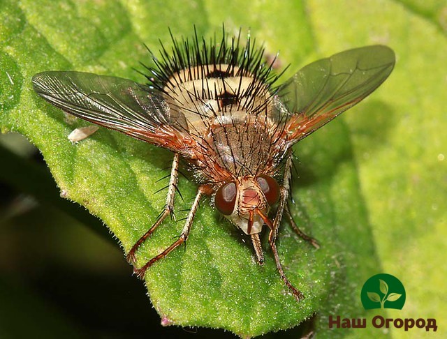 To lure tahin, the defender of the garden from the Colorado potato beetle, will help the greens planted on the site