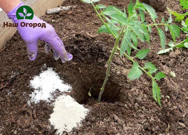 Fertiliser les plants de tomates avec du calcium