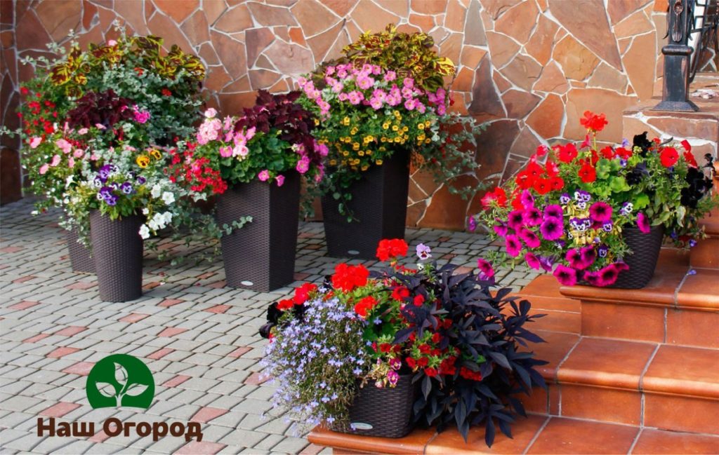 container garden