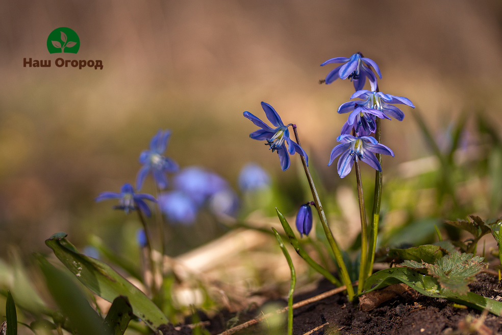 snowdrop
