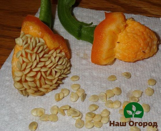 Bell pepper seeds
