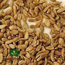 Sementes de cenoura