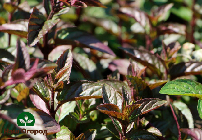Chocolate de menta