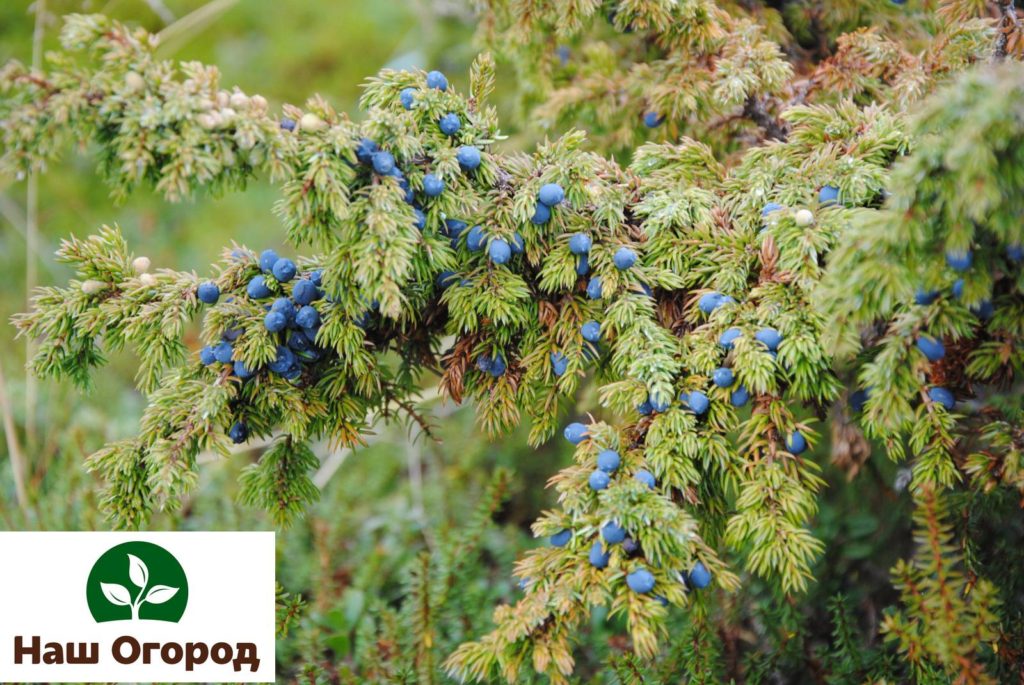 Common juniper.
