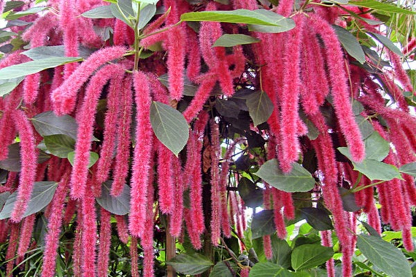 akalifa